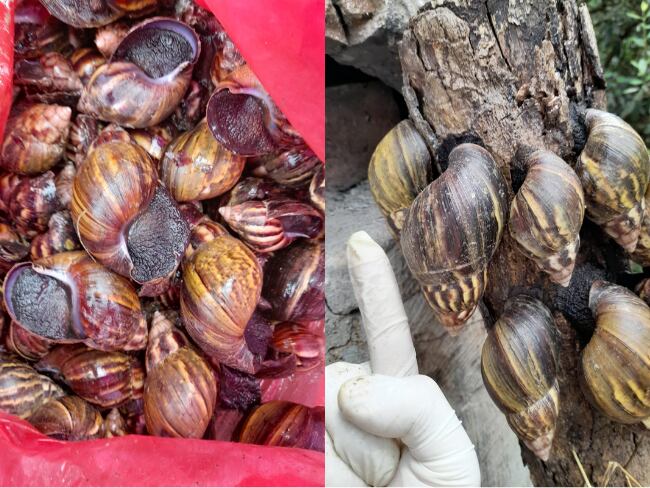 Cortesía: CAR Cundinamarca