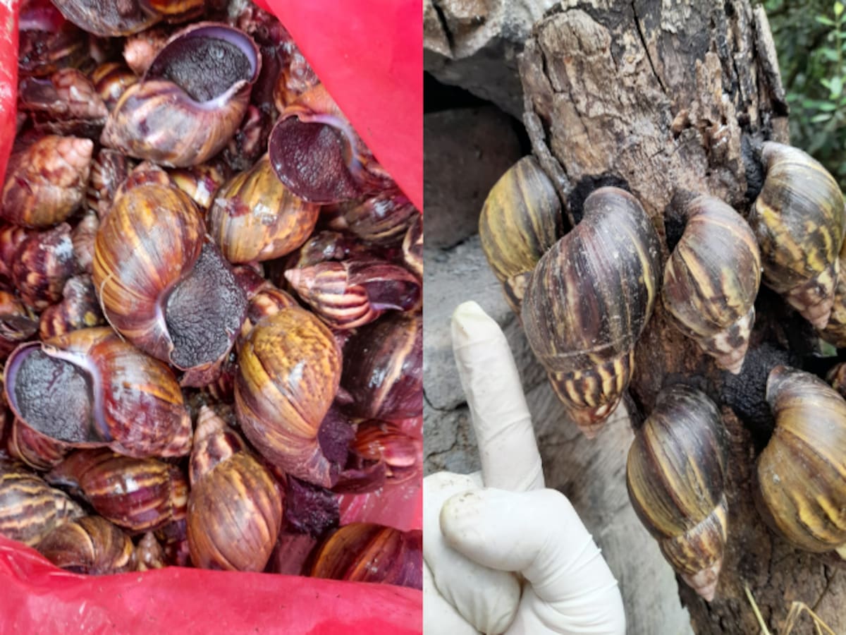 La CAR refuerza las medidas en Cundinamarca por la invasión del Caracol Gigante Africano