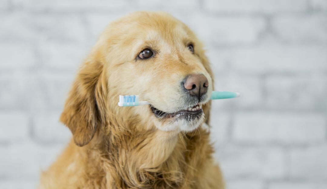 ¿Cómo limpiar correctamente los dientes de su mascota en casa?