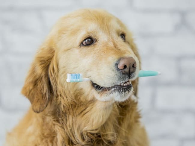 ¿Cómo limpiar correctamente los dientes de su mascota en casa?