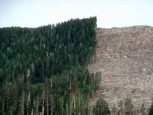 Destrucción forestal en Canadá por trabajos de tala. Foto: Getty