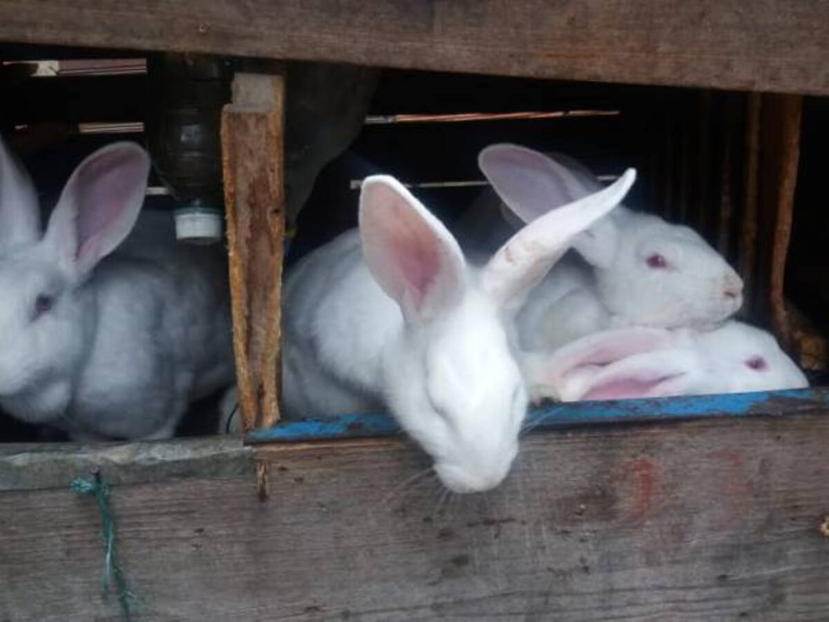 A consumir más carne de conejo, es sana y muy benéfica