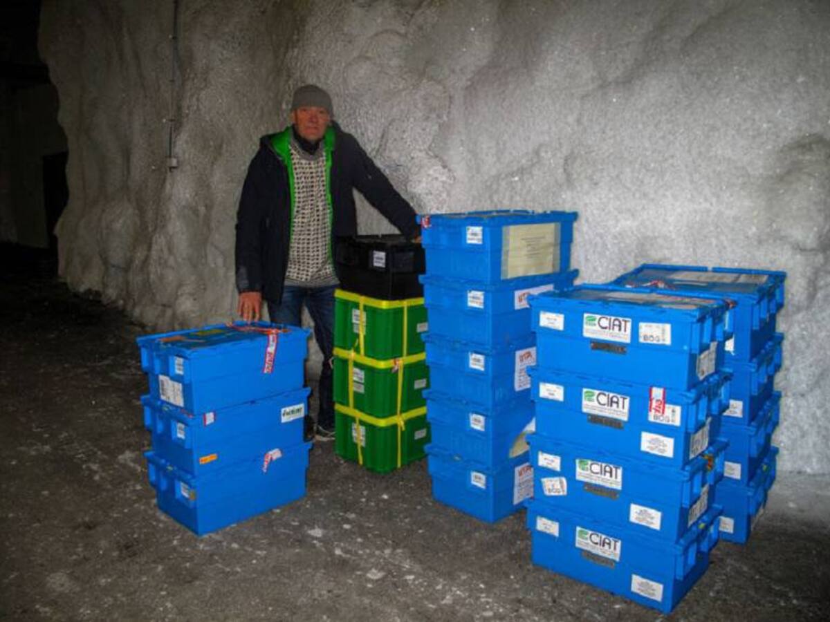 El Ciat hace un nuevo envío de semillas a la "Bóveda del fin del mundo" o el "Arca de Noé" de las semillas