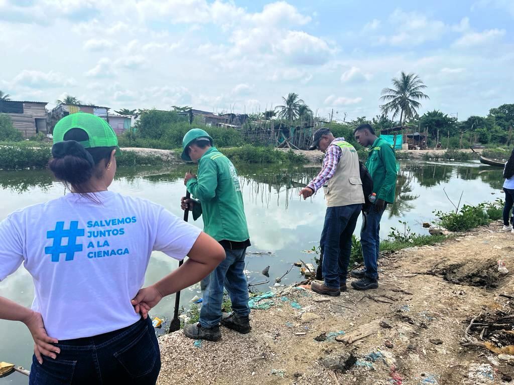 Más de 31 mil metros cuadrado de orillas recuperadas en la Ciénaga de la Virgen