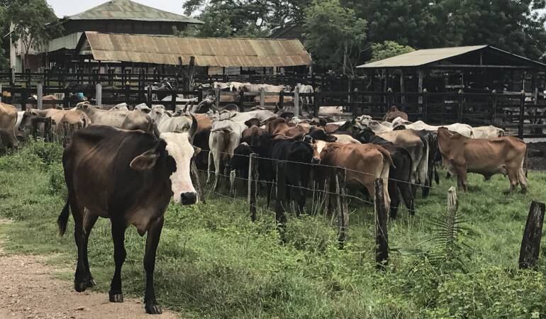 Fiebre aftosa en Colombia.