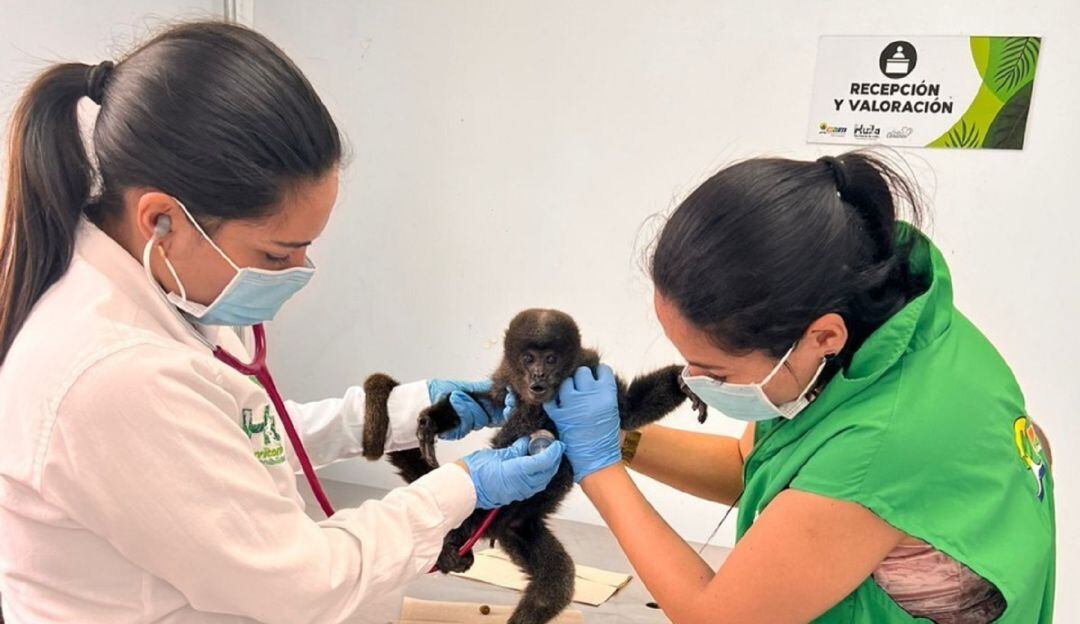 En total han sido 12 los ejemplares rescatados por las autoridades ambientales. 