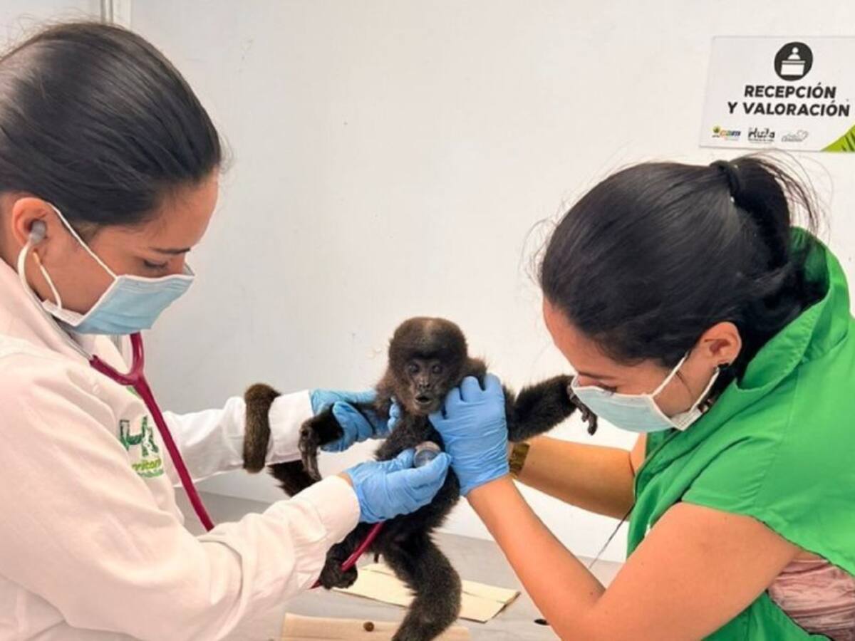 Alerta entre las autoridades ambientales por tráfico de primates en Huila