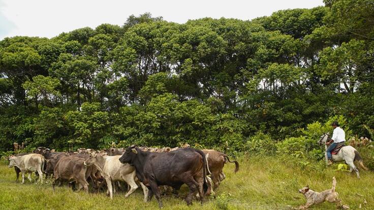 Ganaderos, unos de los más afectados por las heladas