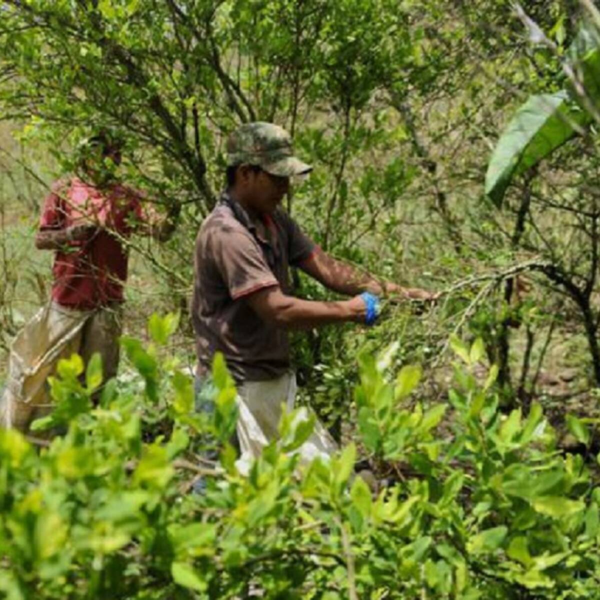 Piden al Gobierno Nacional iniciar diálogo con campesinos del Catatumbo