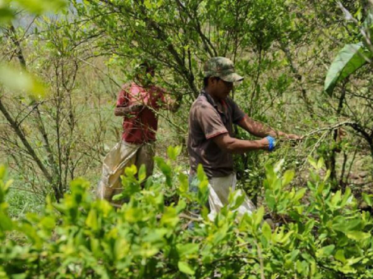 Piden al Gobierno Nacional iniciar diálogo con campesinos del Catatumbo