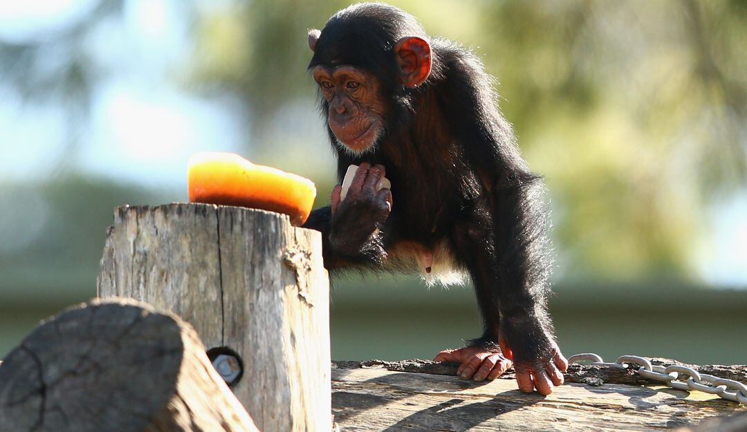 La tierna reacción de un Chimpancé al darse un baño