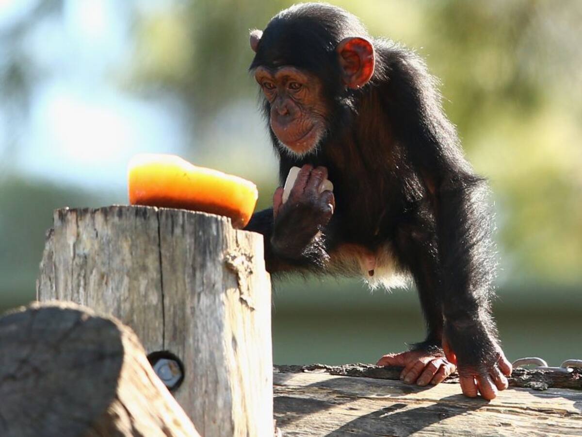 La tierna reacción de un Chimpancé al darse un baño