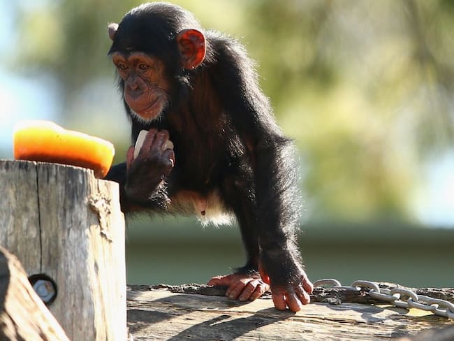La tierna reacción de un Chimpancé al darse un baño