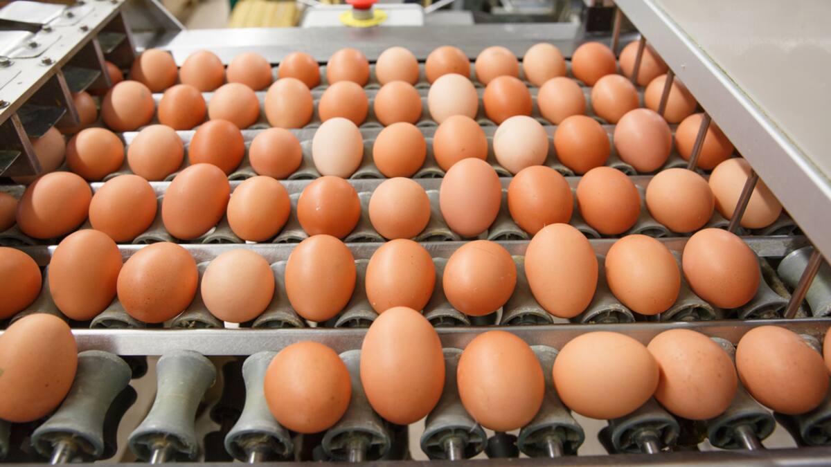 Aunque la producción de huevo ha aumentado, no alcanza a cubrir la demanda de todo el país