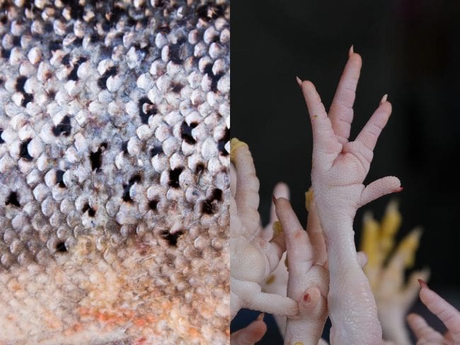 Patas de pollo, escamas de pescado, imágenes de referencia (Getty Images).