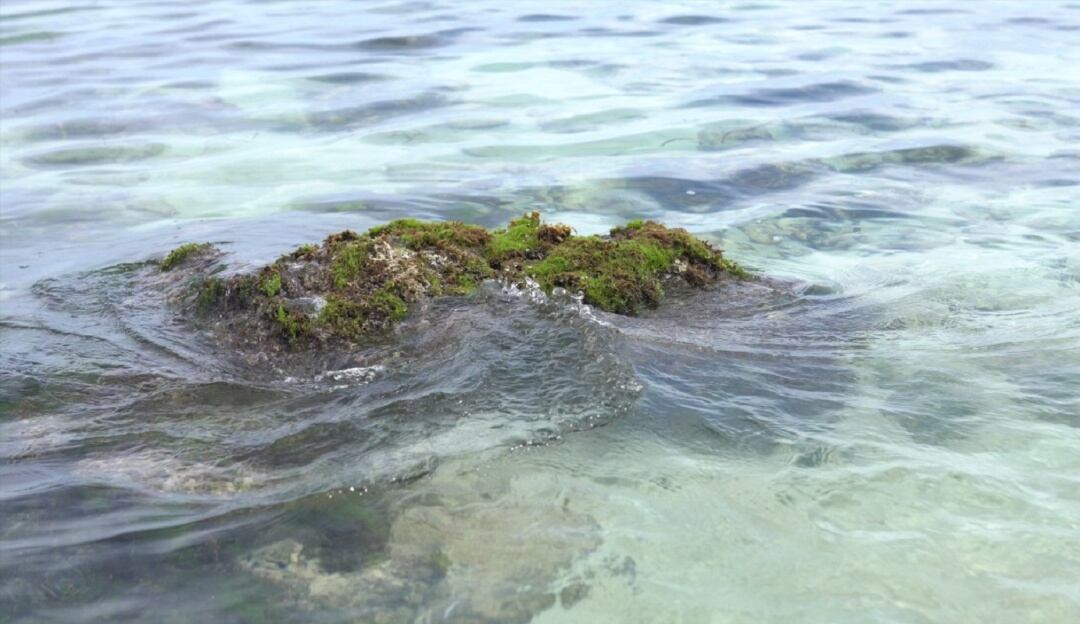 Pastos marinos en Playa Blanca, en Isla Barú