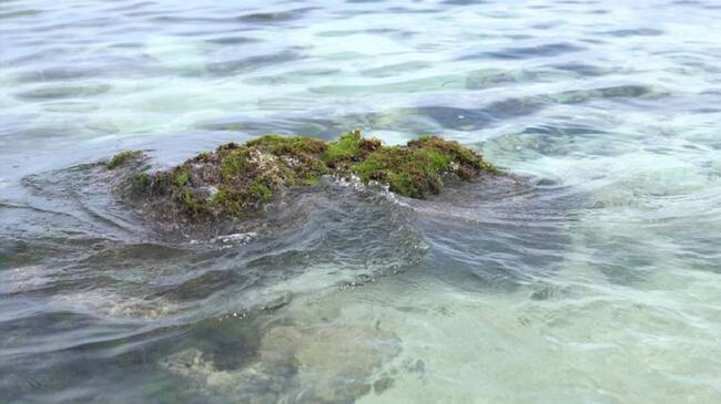 Pastos marinos en Playa Blanca, en Isla Barú