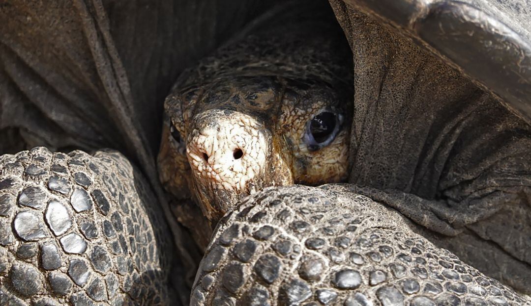 Tortugas galápagos. 