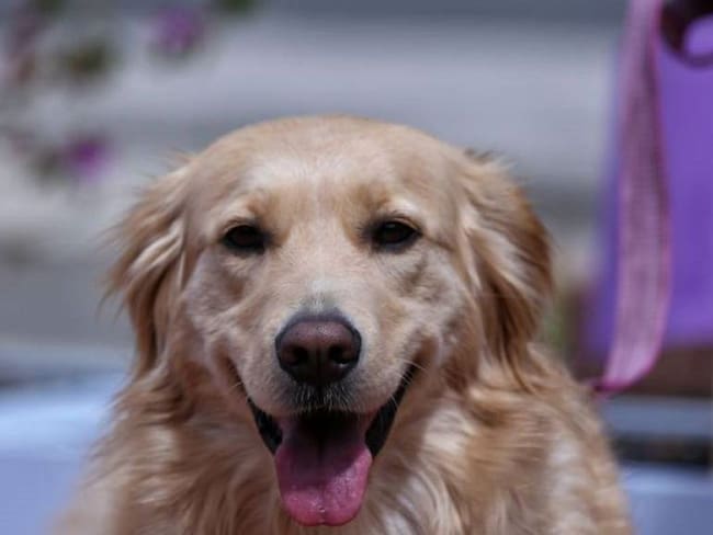 Stefany Gómez, concejal animalista
