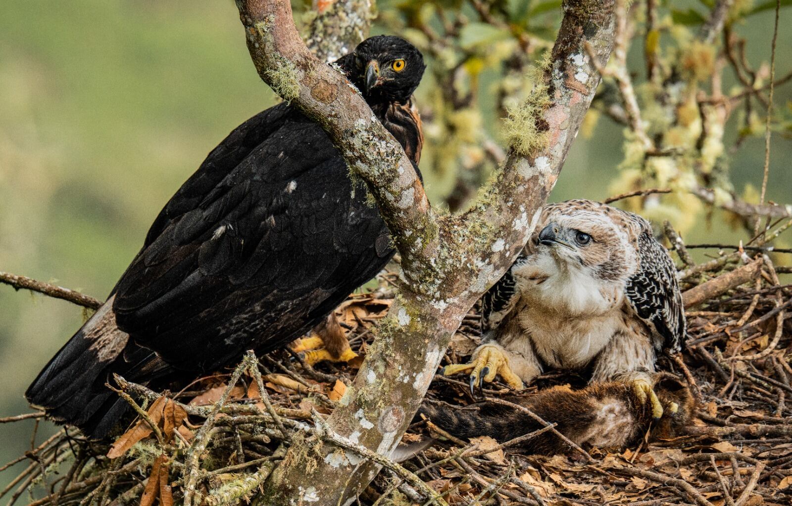 En colombia existen menos de 200 individuos de esta especie