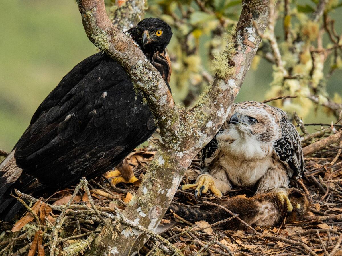 Águila real de montaña, aparece en montañas del Huila