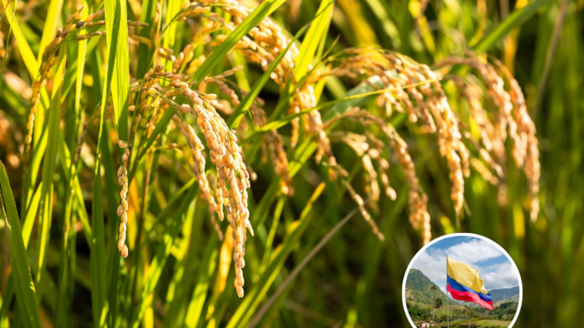Gobierno anuncia nuevas medidas para proteger a los productores de arroz en el país