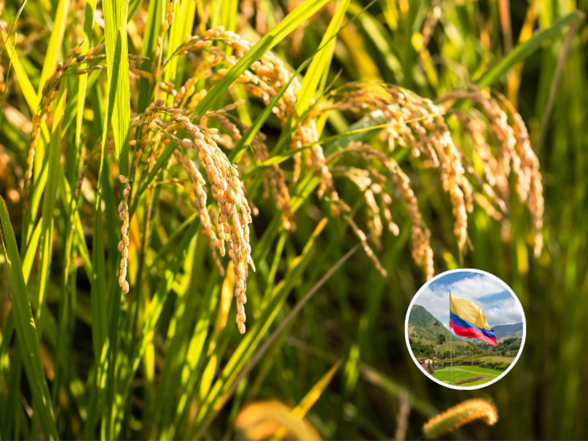 ¿Tolima, Meta o Casanare? Este departamento se conoce como el más arrocero de Colombia