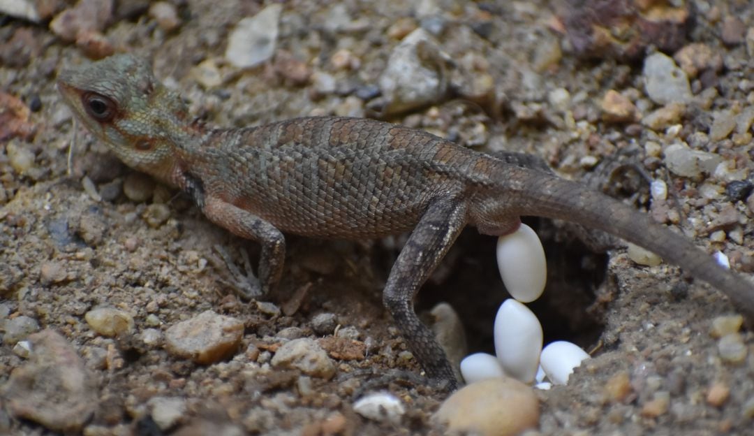 Huevos de iguana
