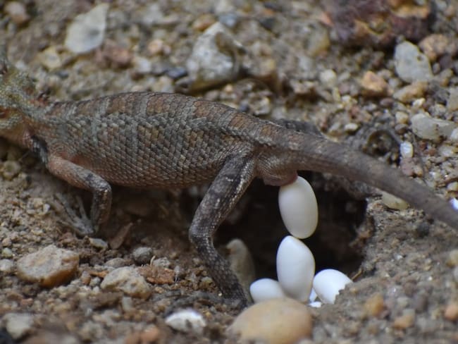 Huevos de iguana