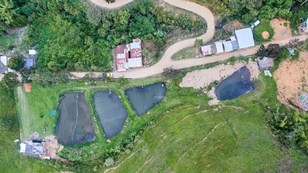 Denuncian que disidencias hurtaron 120 cabezas de ganado a excombatientes