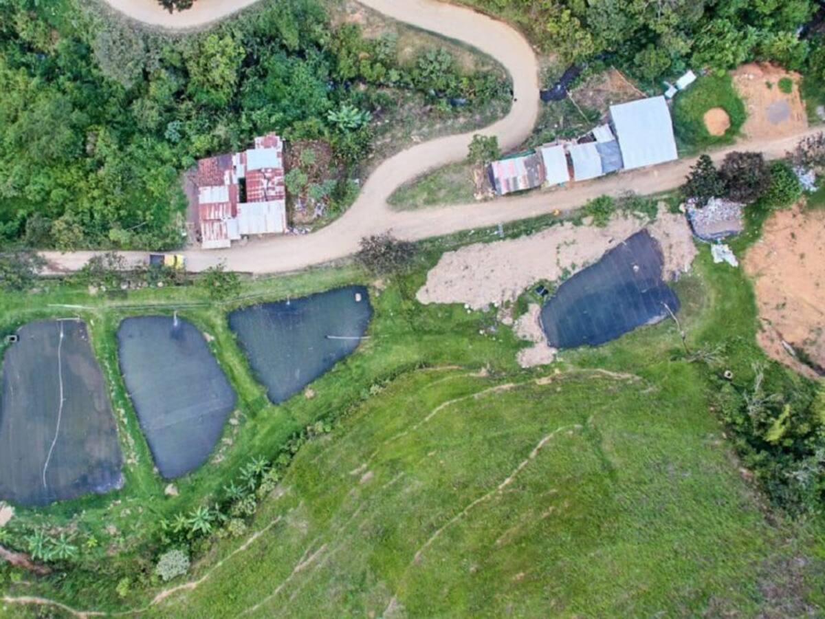 Denuncian que disidencias hurtaron 120 cabezas de ganado a excombatientes