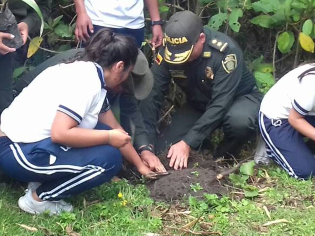Invitamos a sembrar palmas de cera y no usarlas en actividades religiosas