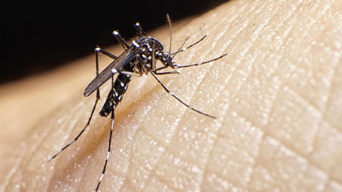 Autoridades vigilan casos de dengue en Cúcuta y el área metropolitana