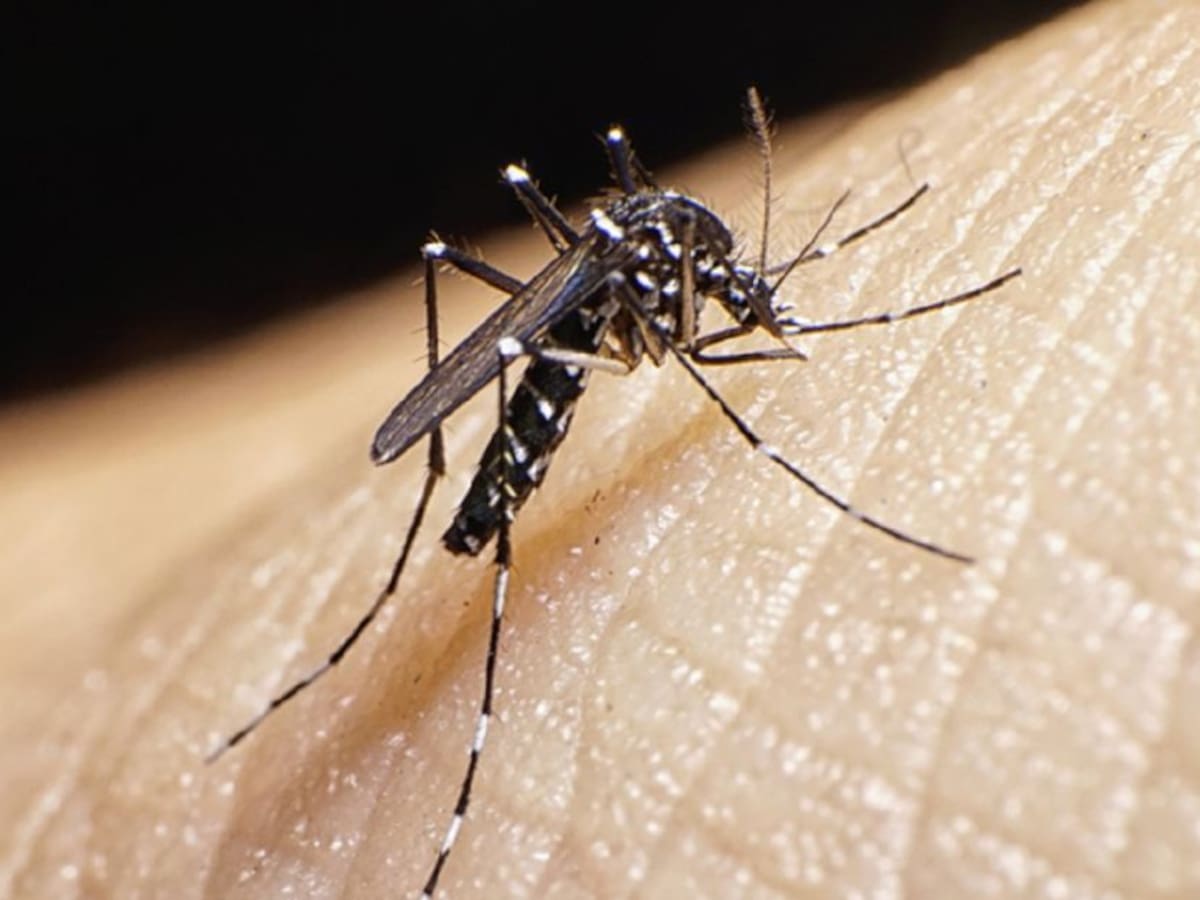 Autoridades vigilan casos de dengue en Cúcuta y el área metropolitana