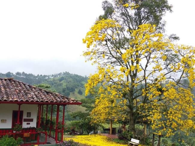 Finca El Ocaso en Salento, Quindío