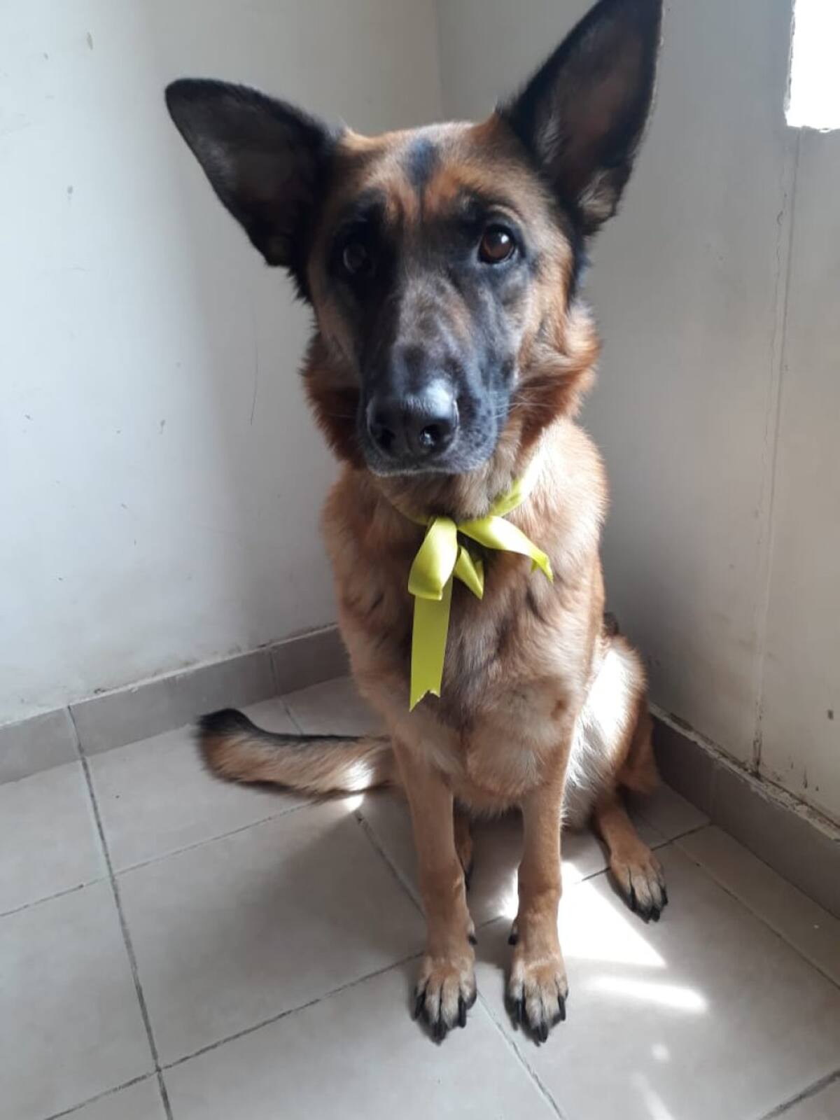 Silvia Osorio nos envió la foto de su criollita Hasshi