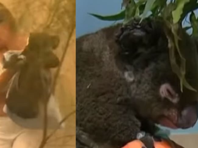 ¡Heroína! Mujer rescata koala entre las llamas de un incendio forestal