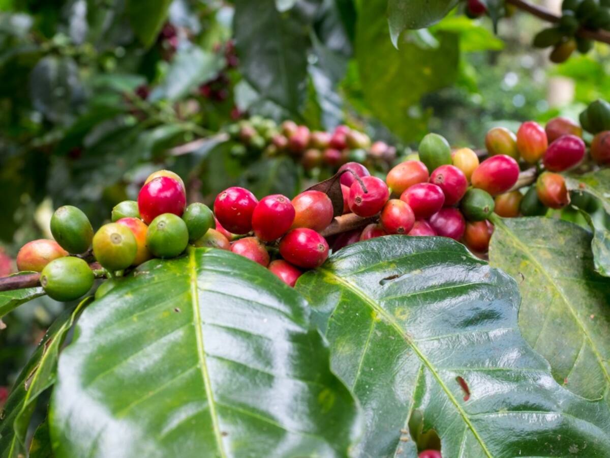 Mujeres campesinas del Huila producen café de exportación