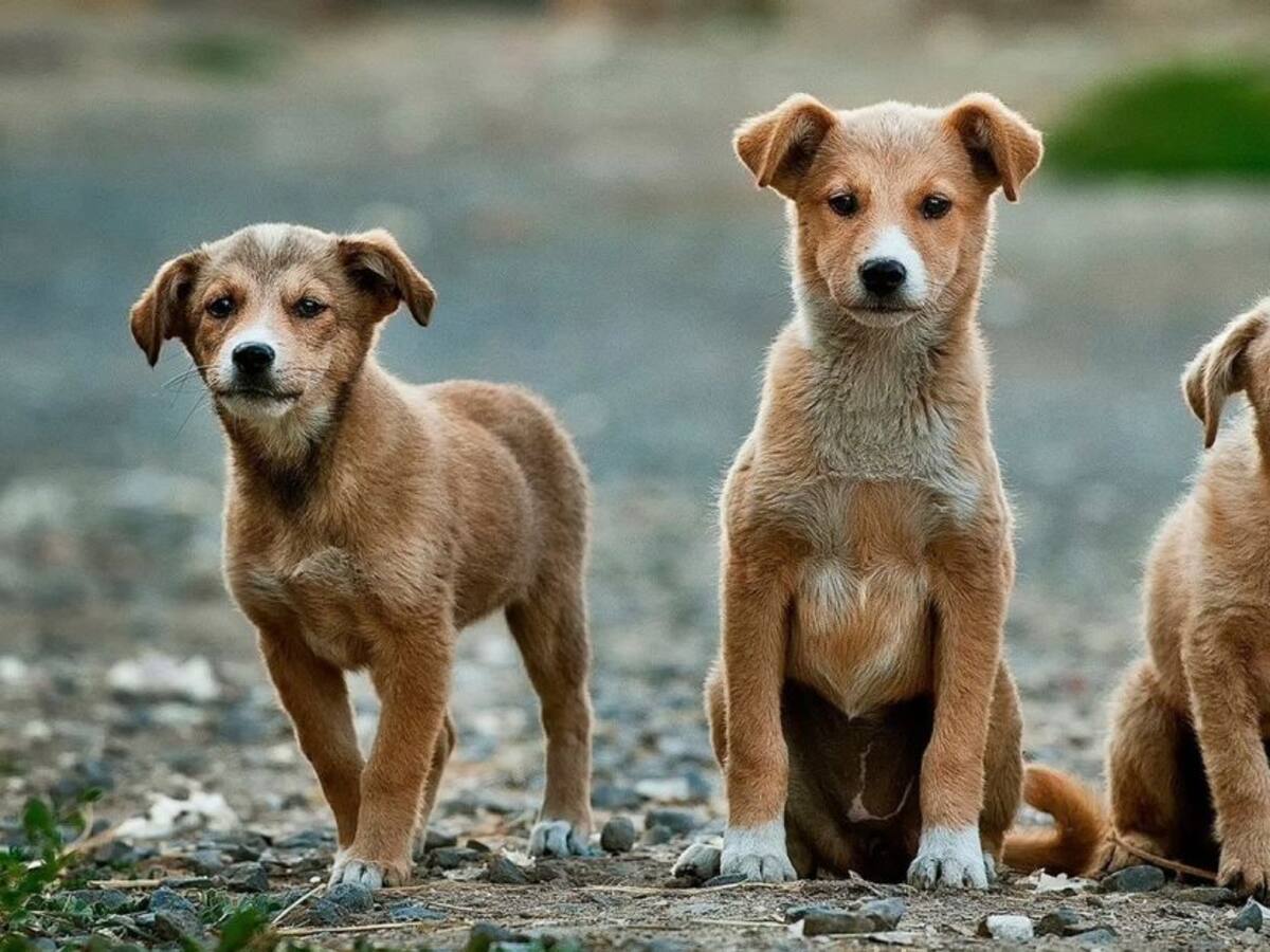 Alimentos y productos tóxicos para tu mascota en época de Covid-19