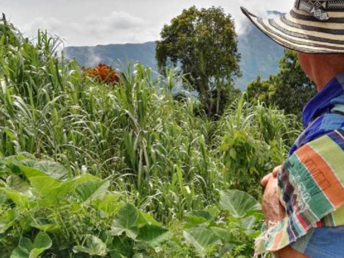 Amenazan a familias del programa de sustitución de cultivos en Briceño