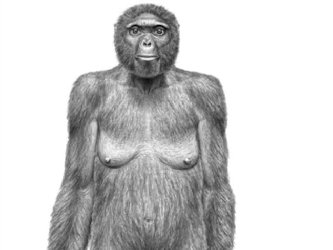Antepasado común del hombre y los chimpancés vivió hace 4,4 millones de años