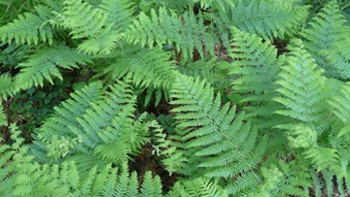 Las briofitas evitarían la erosión de los suelos