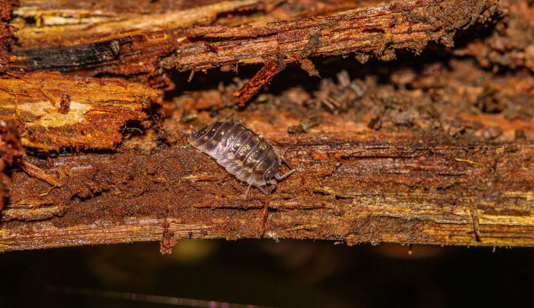 Los oniscídeos, conocidos como marranitos, alimentandose de madera podrida.