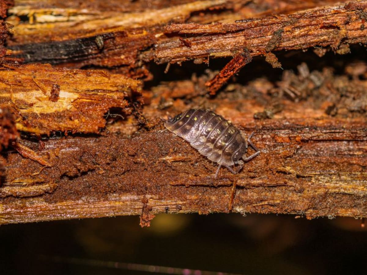 Marranitos o cochinillas, purificadores del suelo