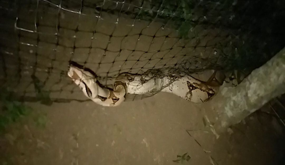 Boa constrictor rescatada