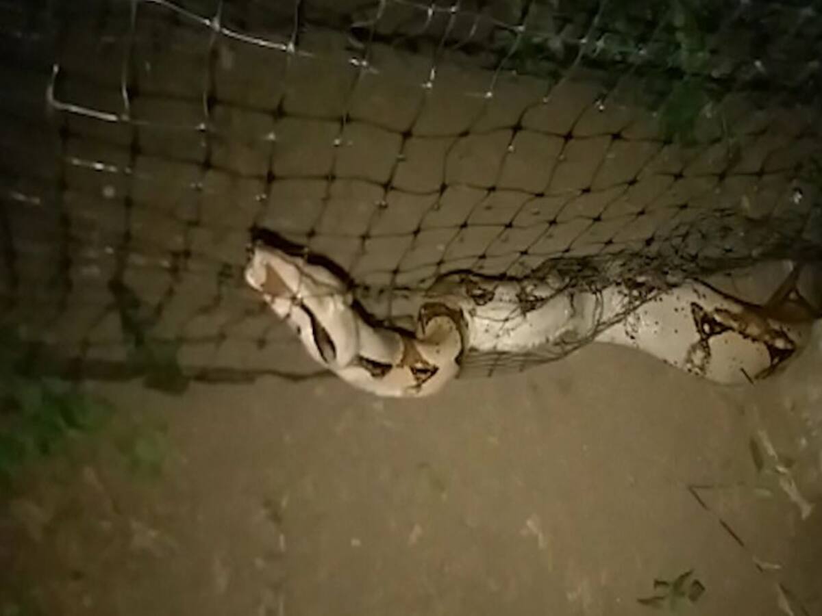 Cinco serpientes han sido recuperadas en Caldas este año