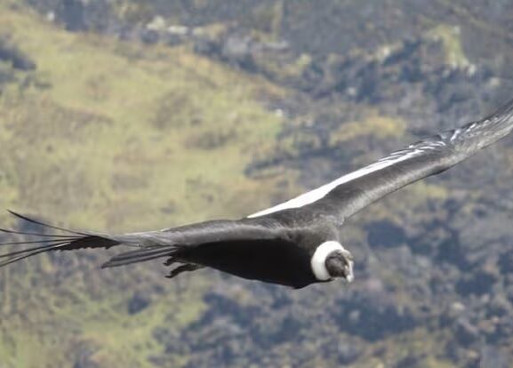 Foto: cóndor Fundación Neotropical(Thot)