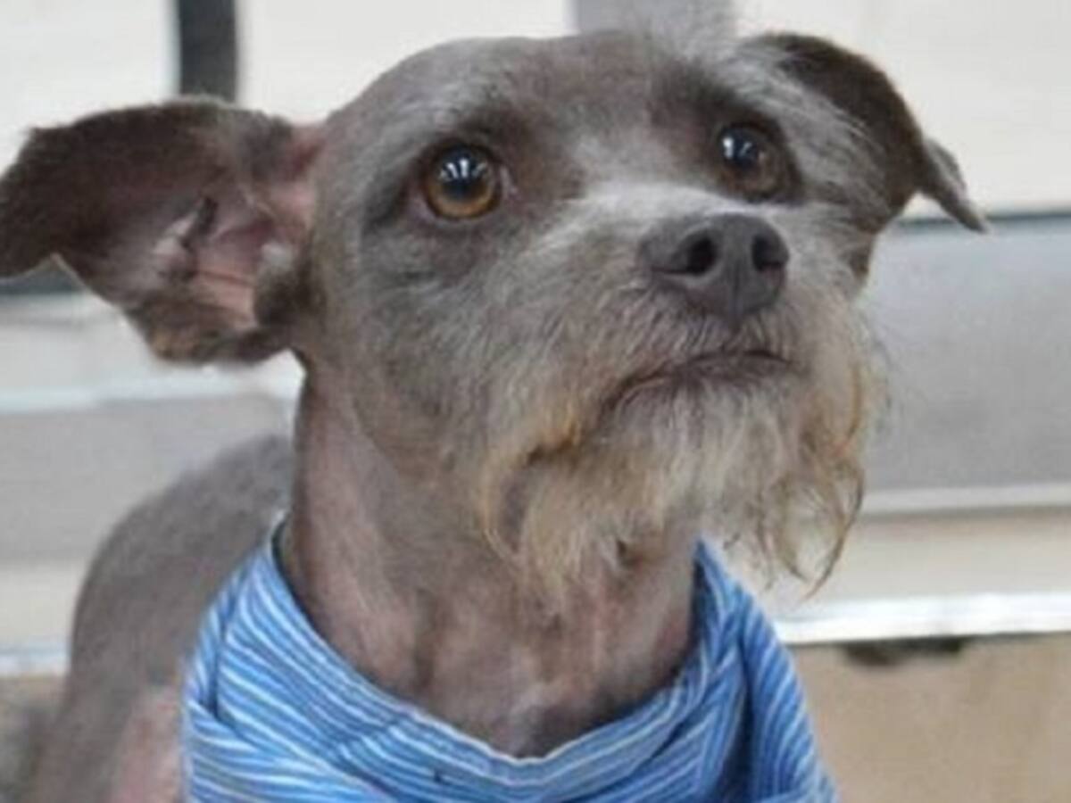 Oddie