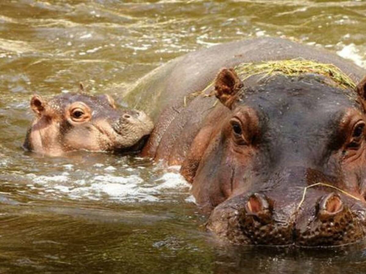 Inició el plan piloto de esterilización a hipopótamos en Puerto Triunfo