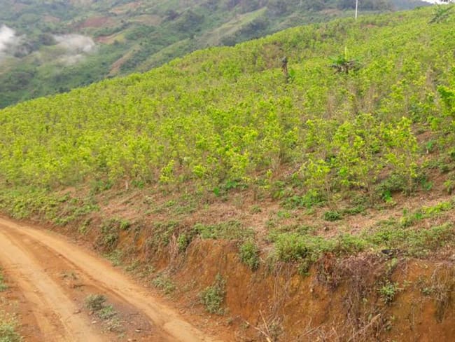 Disidentes de las Farc y bacrim se enfrentan en Ituango por cultivos ilícitos
